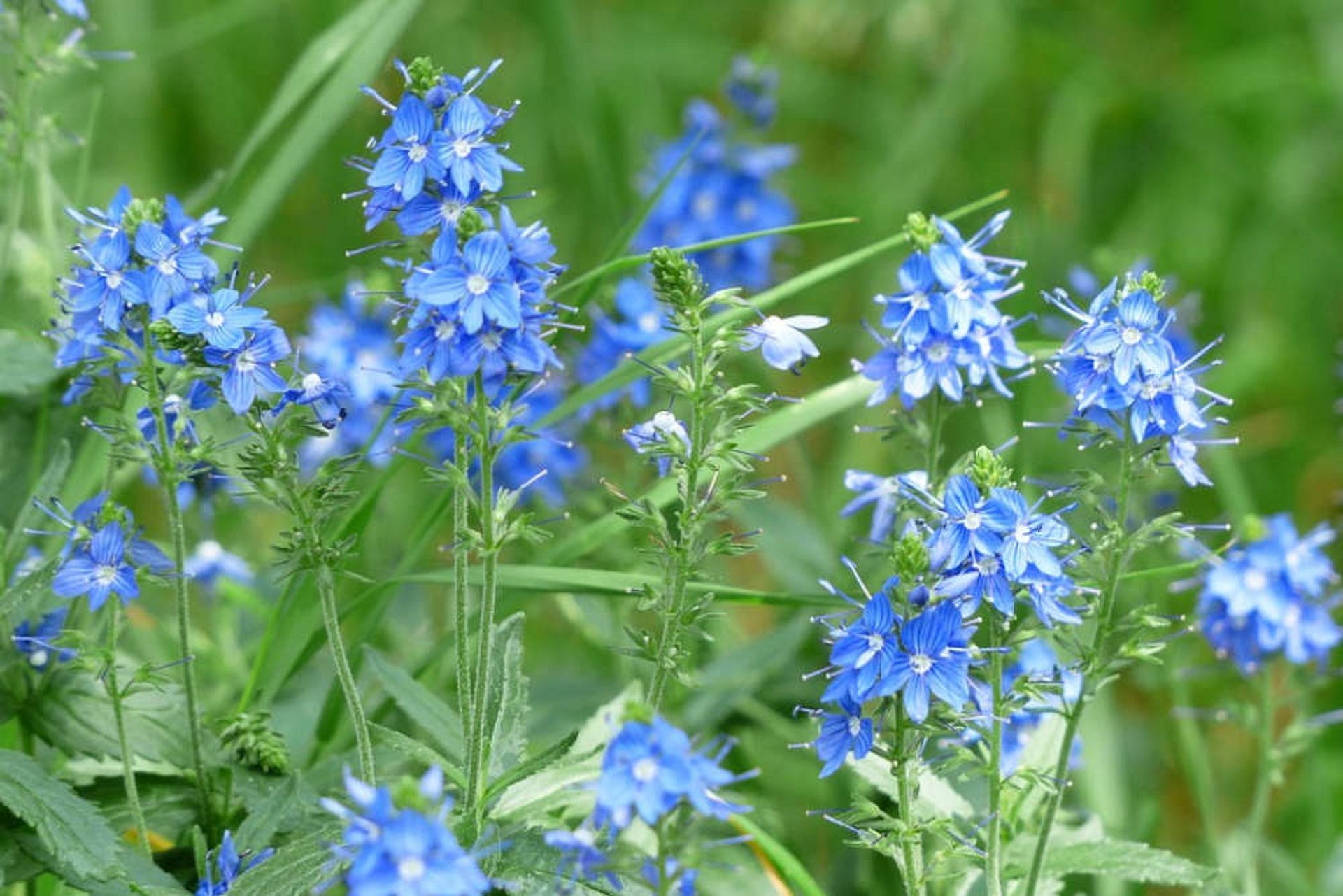 Een van de vele dominerende onkruiden bij maïs is de ereprijs. Met tot 450 soorten is het geslacht heel veelzijdig.