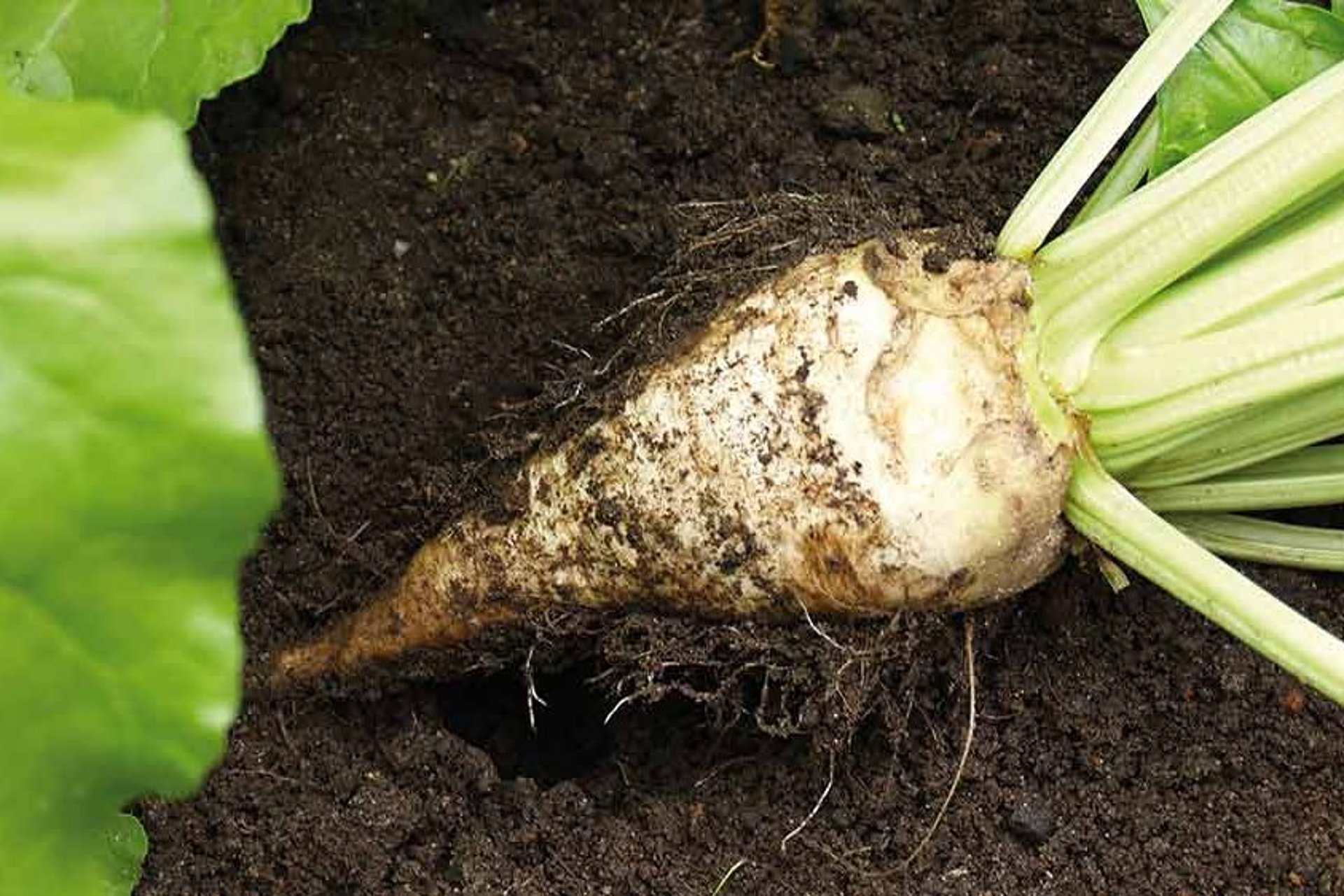 Zuckerrübensilage ist hochverdaulich und vor allem sehr schmackhaft.