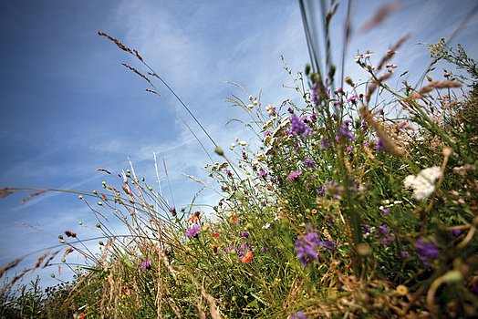 Material grass Material grass