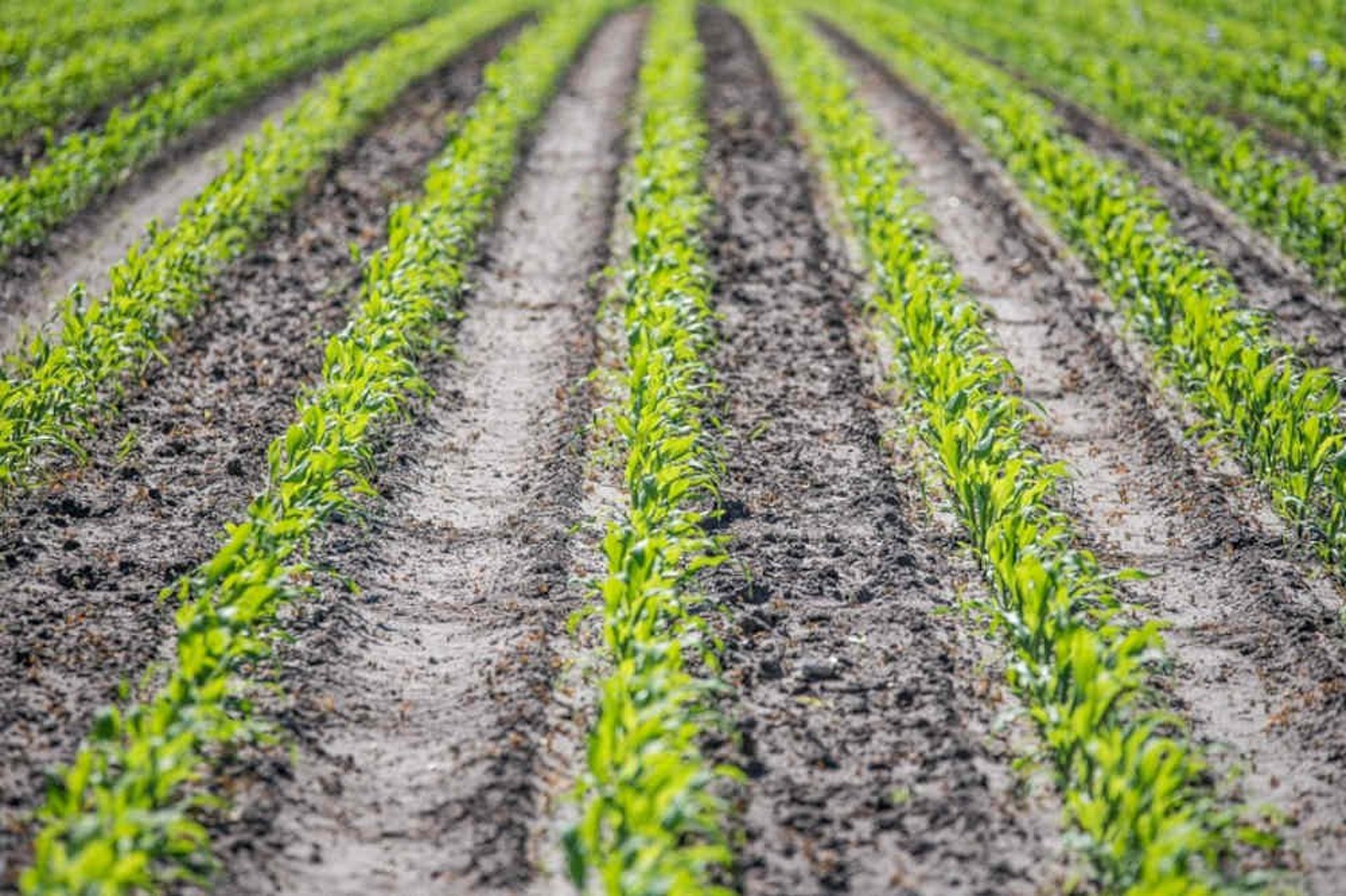 Mehrjähriger Futterpflanzenanbau oder erweiterte Fruchtfolgen durch Zwischenfruchtanbau sind eine der ersten sinnvollen pflanzenbaulichen Maßnahmen.