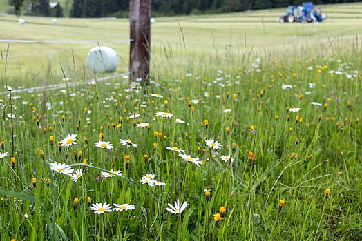 Les longueurs de coupe entre 2 et 5 cm se révèlent optimales pour l’ensilage d’herbe.
