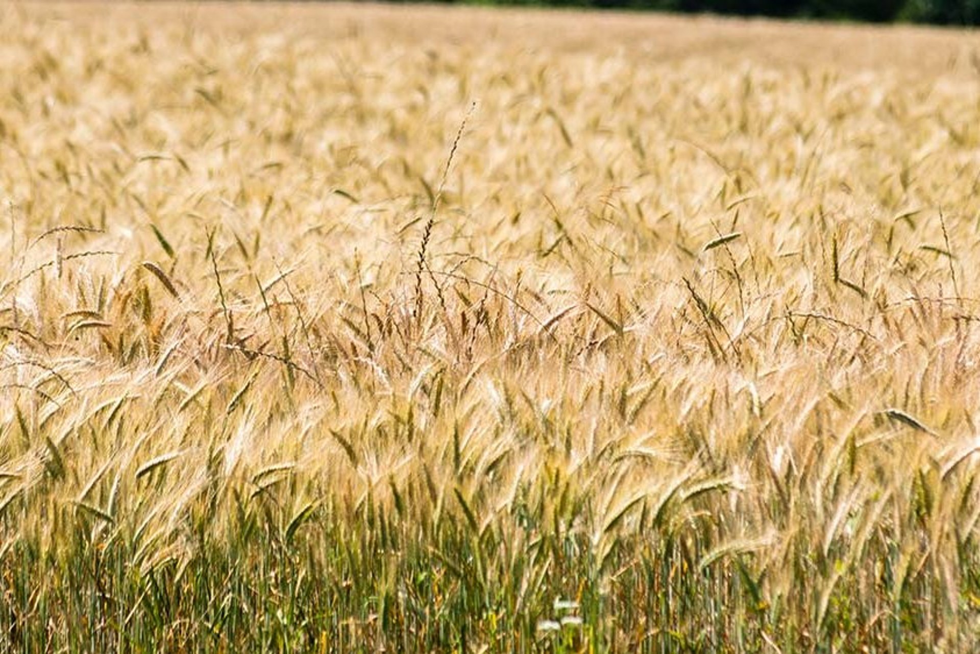 Ein schneller Luftausschluss sowie hohe Verdichtung ist für die Getreide-GPS enorm wichtig.
