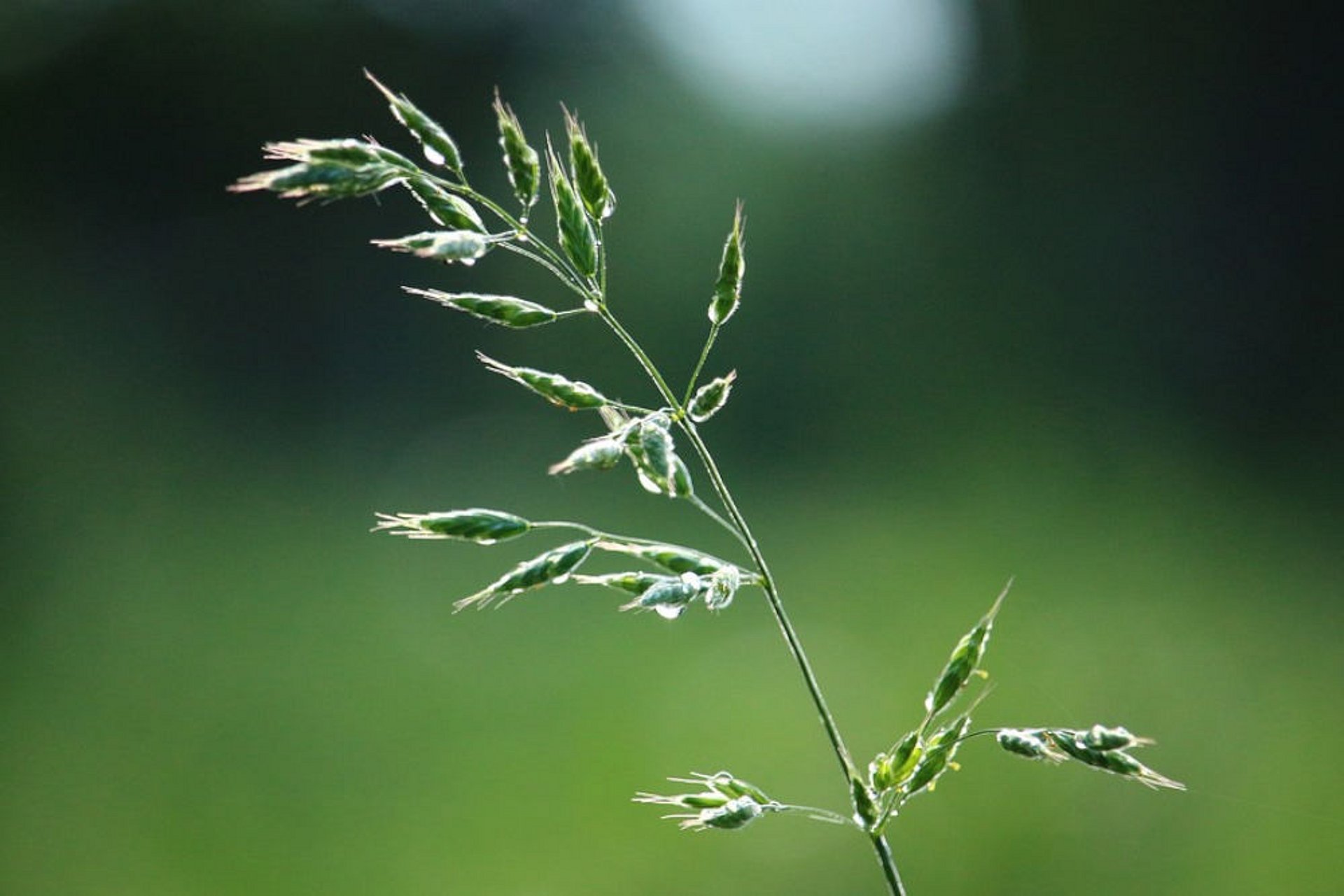 Veldbeemdgrassen behoren tot de ondergrassen en beschikken over veel zijscheuten.