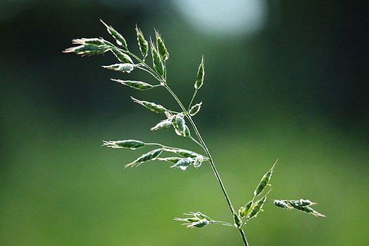 Wiesen-Rispen gehören zu den Untergräsern und besitzen viele Seitentriebe.
