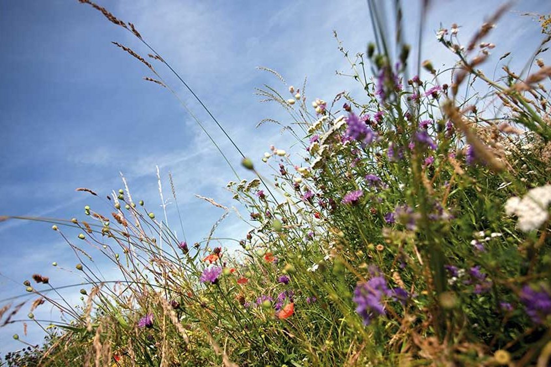 Grassilage dient Wiederkäuern als wichtigstes Grundfuttermittel.