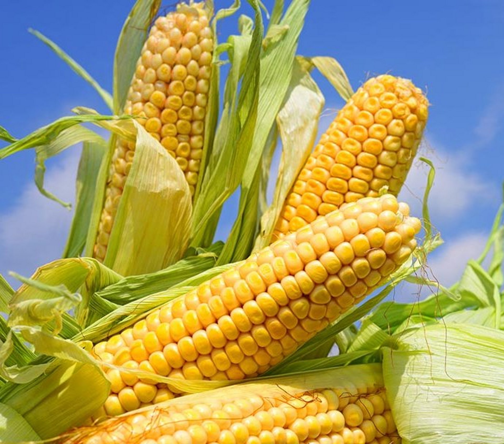 Der Kolben kann bis zur Hälfte des Trockenmasseertrages ausmachen und für eine gute Futterqualität der Maissilage sorgen.