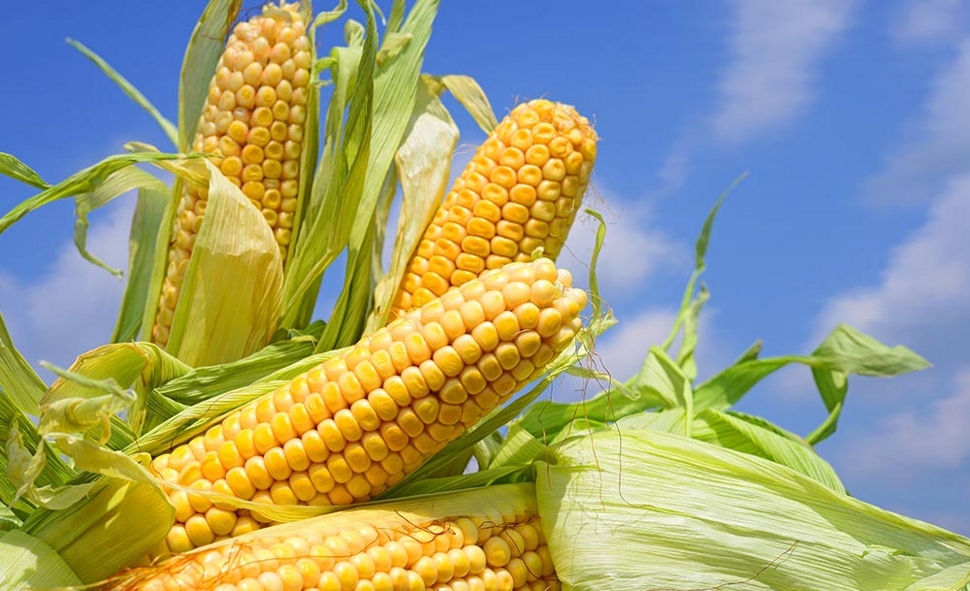 L’épi peut représenter jusqu