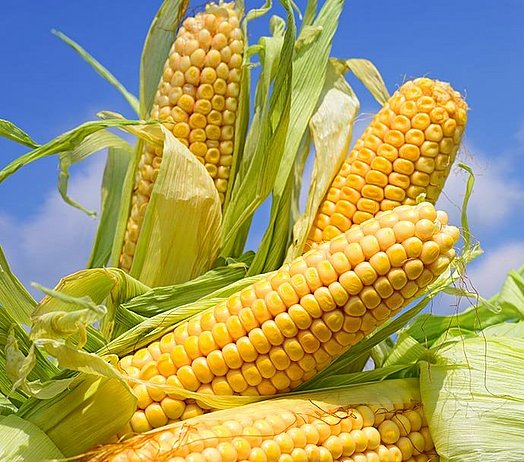 Der Kolben kann bis zur Hälfte des Trockenmasseertrages ausmachen und für eine gute Futterqualität der Maissilage sorgen.
