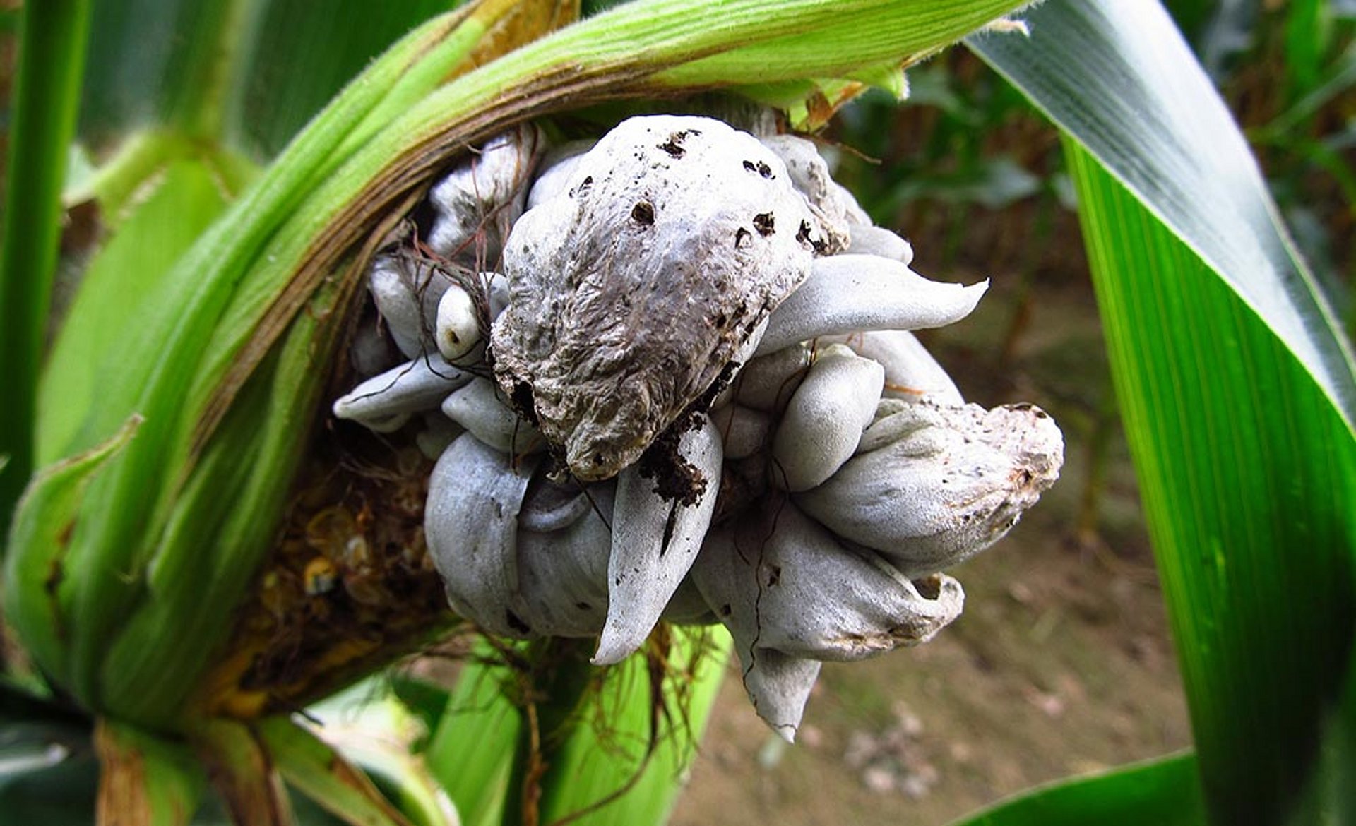 Le stress hydrique peut provoquer une invasion du charbon du maïs et altérer considérablement la qualité du fourrage.