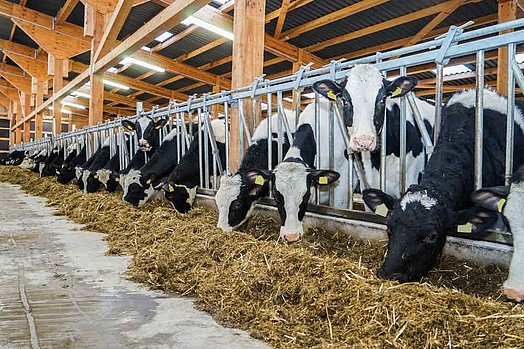 Une bonne préparation permet d’éviter une baisse de prise de fourrage.