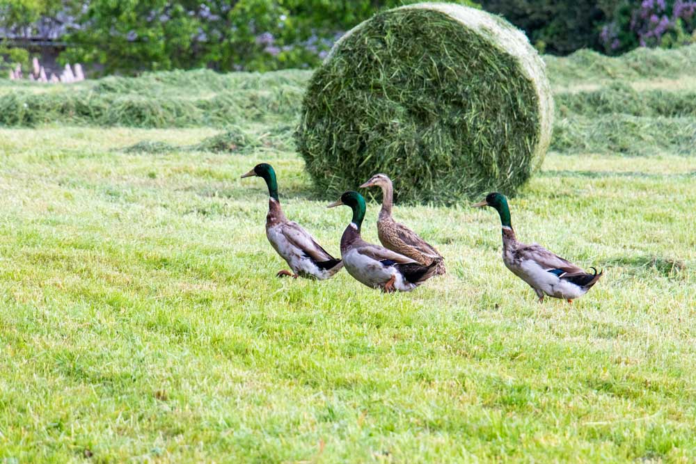 Auch die Enten begutachten die Fortschritte am Feld.