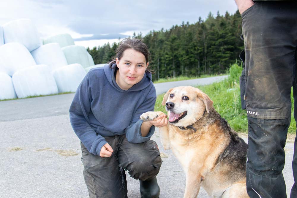 Der Haushund fühlt sich sichtlich wohl auf dem Hof.