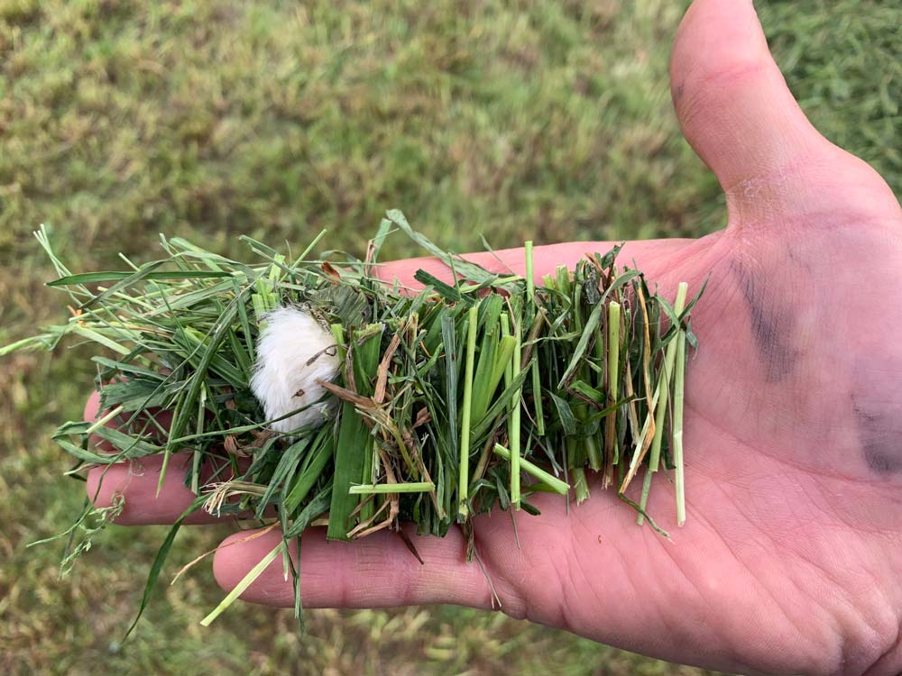 Das kurz geschnittene Gras ist ein enormer Vorteil bei der Verwendung eines Fütterungsroboters.