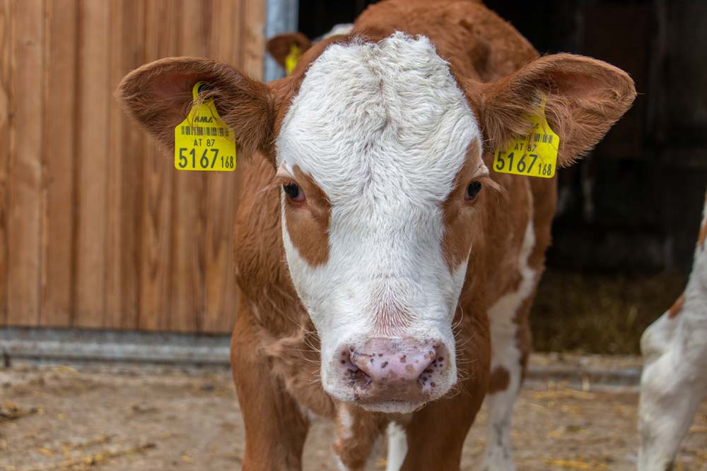 75 Milchkühe sowie die Nachzucht leben am Hof.