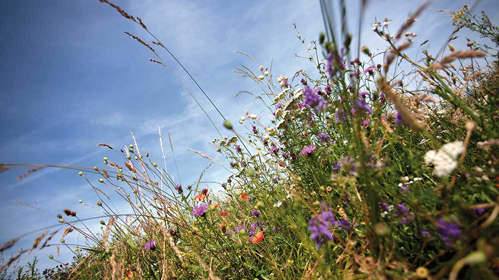 Grassilage dient Wiederkäuern als wichtigstes Grundfuttermittel.