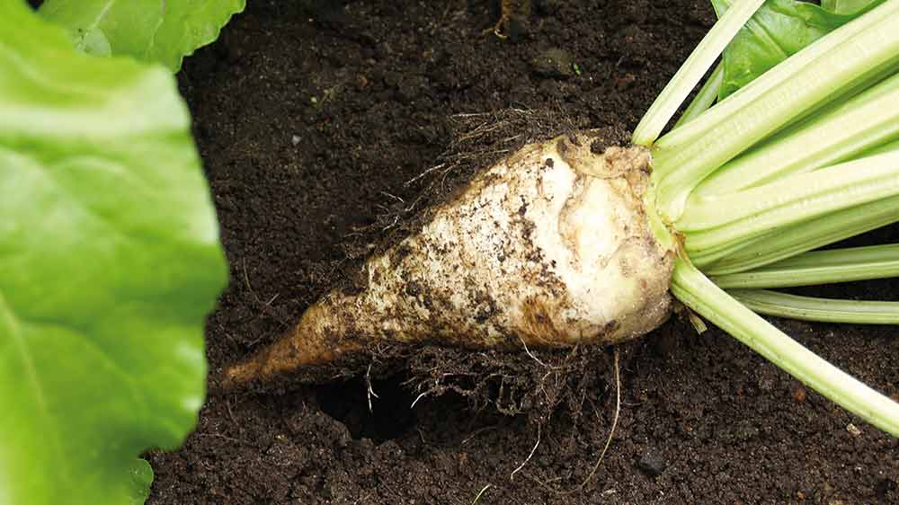 Zuckerrübensilage ist hochverdaulich und vor allem sehr schmackhaft.