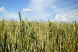 Triticale