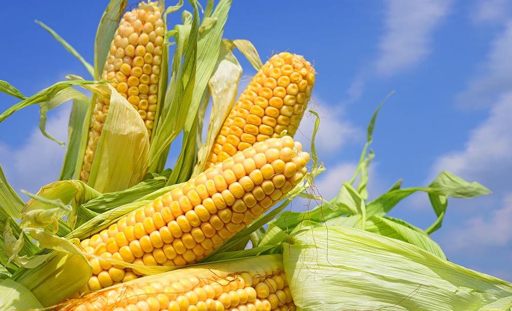 The cob can account for up to half of the dry matter yield and ensure that the quality of the maize silage is excellent for feeding.