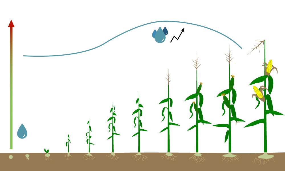 Corn requires the most water during the phase of its main mass growth.