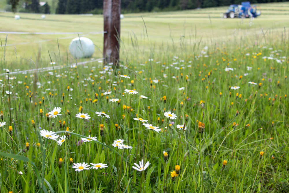 Bei der Grassilage sind Schnittlängen zwischen 2 bis 5 cm optimal.