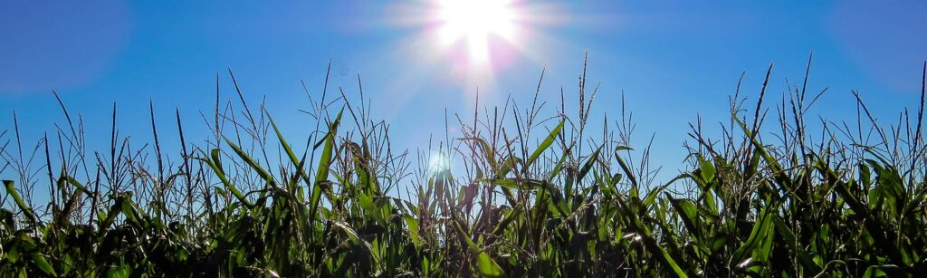 Amélioration de la qualité de l’ensilage de maïs en balles rondes grâce à un peuplement optimal du maïs.