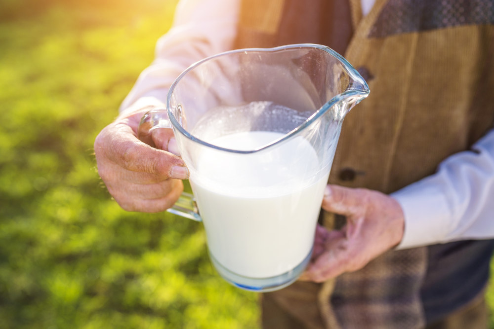The more nutrients and energy are present, and the more digestible the staple forage is, the higher the milk yield will be.