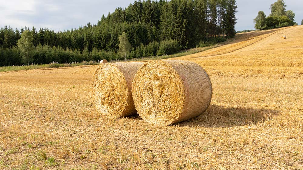Straw bales bound with netting