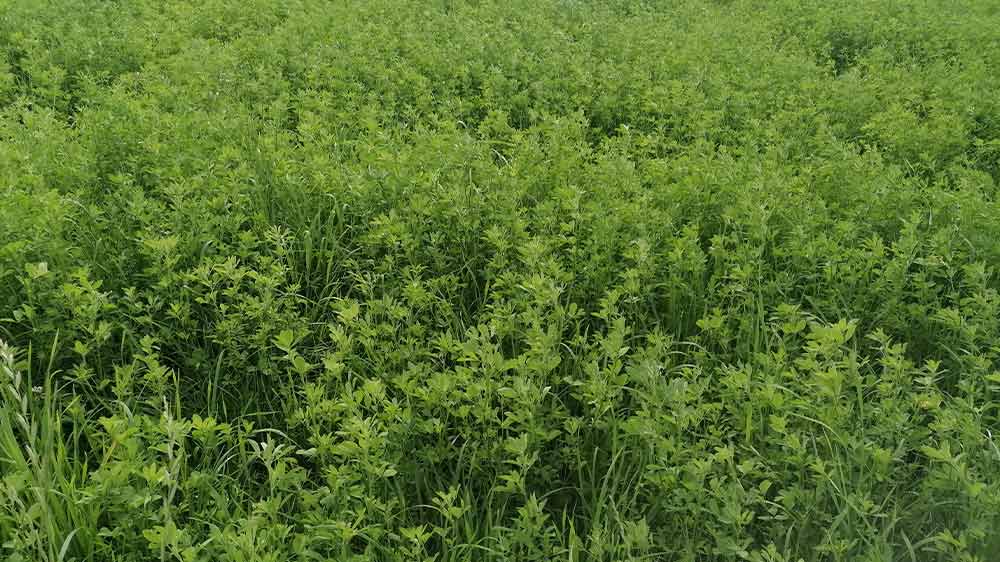 Skład trawy z lucerną przed koszeniem